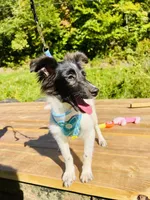 Bruno male AKC, a male Shetland Sheepdog for sale in Cullowhee, NC – 2 of 9