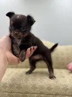Full AKC Juliette Male # 3, a male Chihuahua for sale in Cullowhee, NC – 4 of 10