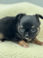 Full AKC teacup Male , a male Chihuahua for sale in Cullowhee, NC – 7 of 10