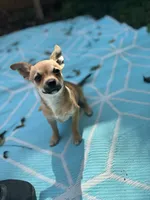 Full AKC Summer Male 2, a male Chihuahua for sale in Cullowhee, NC – 6 of 9