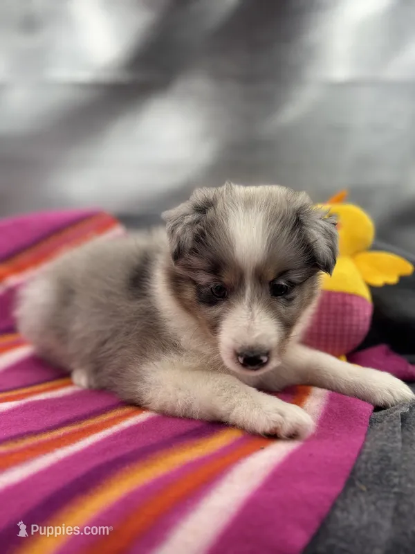 Full AKC Zina F 2 – Shetland Sheepdog puppy for sale in Cullowhee, NC