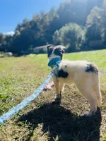 Belles  full AKC , a female Shetland Sheepdog for sale in Cullowhee, NC – 2 of 9