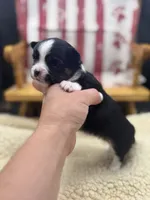 Freya male AKC tri , a male Chihuahua for sale in Cullowhee, NC – 8 of 10