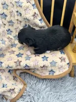  tri male long coat AKC , a male Chihuahua for sale in Cullowhee, NC – 10 of 10