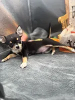  tri male 2  AKC , a male Chihuahua for sale in Cullowhee, NC – 9 of 10