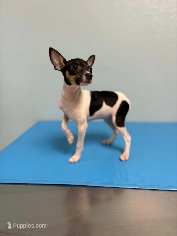 Gidget – Toy Fox Terrier puppy for sale in Cullowhee, NC