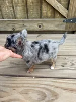 Jewels , a female Chihuahua for sale in Cullowhee, NC – 6 of 10