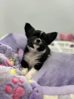 Ariel full AKC show prospect , a female Chihuahua for sale in Cullowhee, NC – Photo 4 of 7