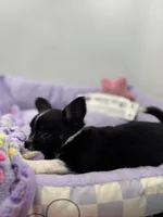 Ariel full AKC show prospect , a female Chihuahua for sale in Cullowhee, NC – Photo 6 of 7