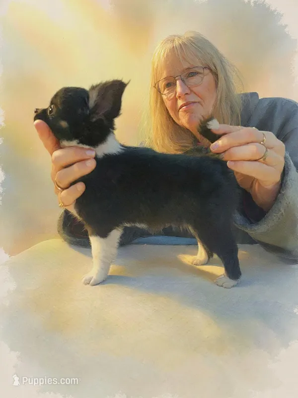 Ariel full AKC show prospect 