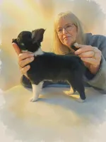 Ariel full AKC show prospect , a female Chihuahua for sale in Cullowhee, NC – Photo 1 of 7