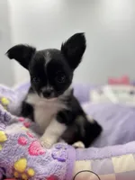 Ariel full AKC show prospect , a female Chihuahua for sale in Cullowhee, NC – Photo 2 of 7