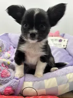 Ariel full AKC show prospect , a female Chihuahua for sale in Cullowhee, NC – Photo 7 of 7