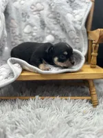 Tri male short coat , a male Chihuahua for sale in Cullowhee, NC – 5 of 10