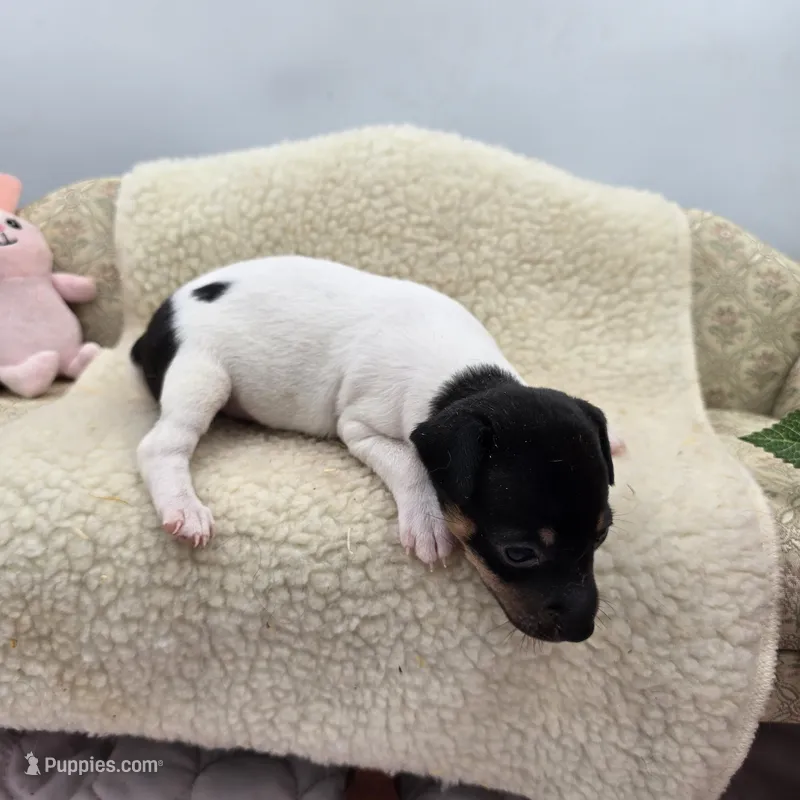 Cupcake tri female  – Toy Fox Terrier puppy for sale in Cullowhee, NC