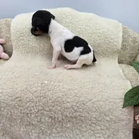 Cupcake tiny tri male, a male Toy Fox Terrier for sale in Cullowhee, NC – 2 of 10