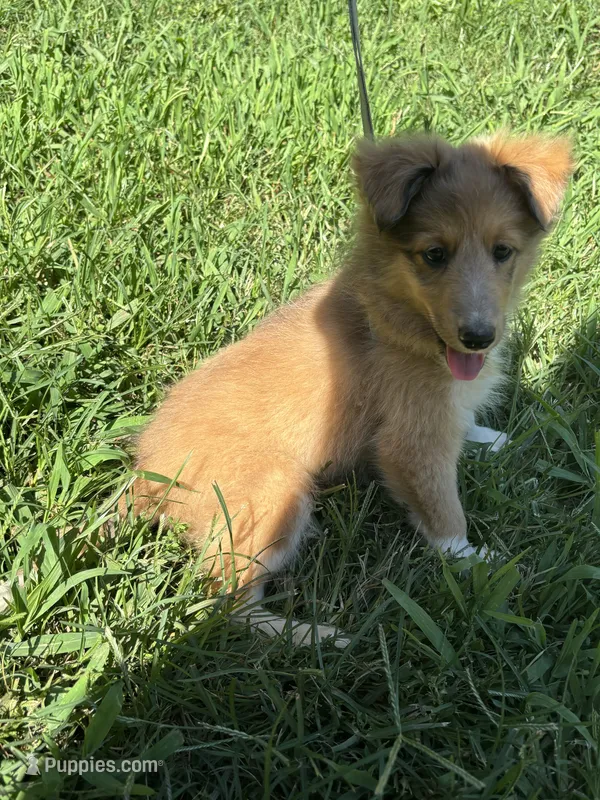 Full AKC Zina M 3 – Shetland Sheepdog puppy for sale in Cullowhee, NC