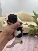 Cupcake tri male, a male Toy Fox Terrier for sale in Cullowhee, NC – 8 of 10