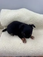 Full AKC teacup Male , a male Chihuahua for sale in Cullowhee, NC – 10 of 10