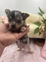 Ravens male full AKC , a male Chihuahua for sale in Cullowhee, NC – 5 of 10