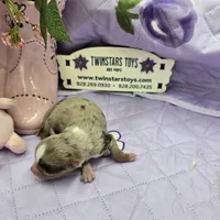 Full Akc Charlotte's chocolate merle male, a male Chihuahua for sale in Cullowhee, NC – 6 of 10