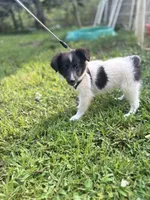 Lucy male #2 full AKC , a male Shetland Sheepdog for sale in Cullowhee, NC – 5 of 10
