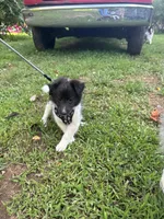 Lucy male black and white full AKC , a male Shetland Sheepdog for sale in Cullowhee, NC – 4 of 10