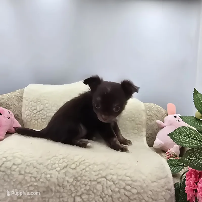 Full AKC Juliette Male # 3 – Chihuahua puppy for sale in Cullowhee, NC