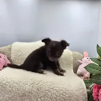 Full AKC Juliette's Chocolate Male # 3, a male Chihuahua for sale in Cullowhee, NC – 1 of 10