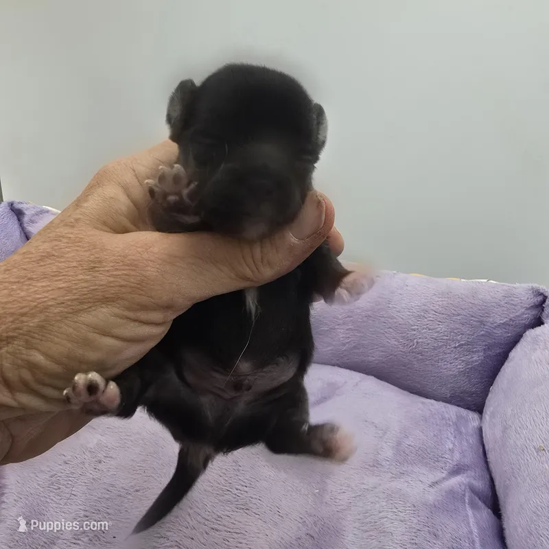 Full AKC Juliette Male # 4  – Chihuahua puppy for sale in Cullowhee, NC
