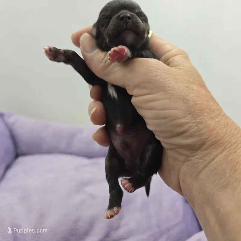 Full AKC Juliette Male # 4  – Chihuahua puppy for sale in Cullowhee, NC