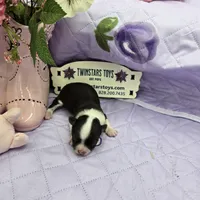 Full Akc Prim's chocolate girl, a female Chihuahua for sale in Cullowhee, NC – 2 of 10