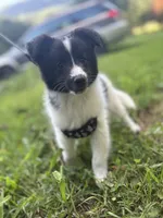 Lucy’s male full AKC color head , a male Shetland Sheepdog for sale in Cullowhee, NC – 10 of 10