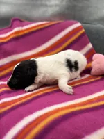 Lucy female full AKC , a female Shetland Sheepdog for sale in Cullowhee, NC – 8 of 10