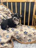  tri male long coat AKC , a male Chihuahua for sale in Cullowhee, NC – 9 of 10