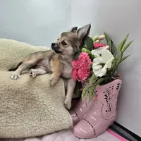 Full AKC Summer female, a female Chihuahua for sale in Cullowhee, NC – 5 of 10