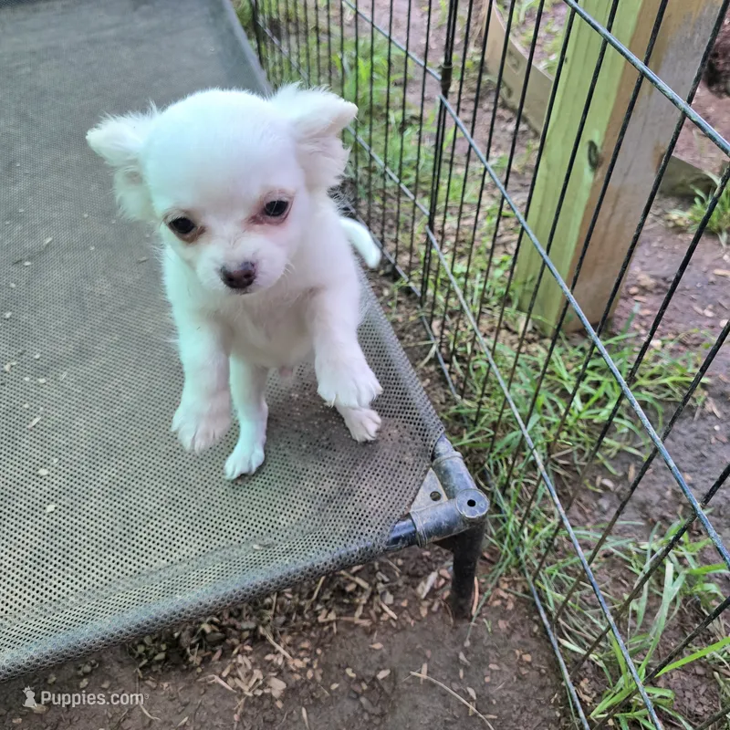 Full AKC Snowy Hidden Merle male – Chihuahua puppy for sale in Cullowhee, NC