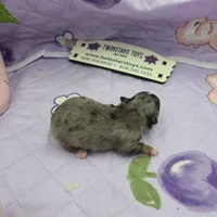 Juliette's Blue Merle female full AKC, a female Chihuahua for sale in Cullowhee, NC – 4 of 10