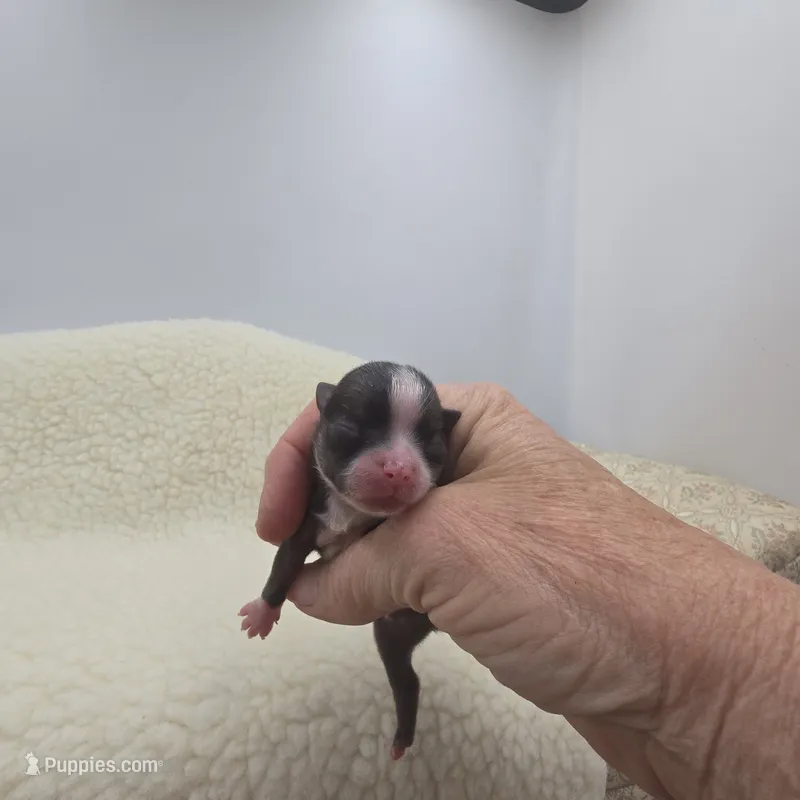Full AKC Lilly Male – Chihuahua puppy for sale in Cullowhee, NC