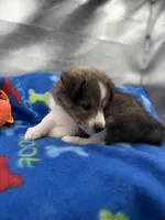 Full AKC Zina M 4, a male Shetland Sheepdog for sale in Cullowhee, NC – 4 of 10