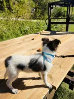 Bruno male AKC, a male Shetland Sheepdog for sale in Cullowhee, NC – 9 of 9