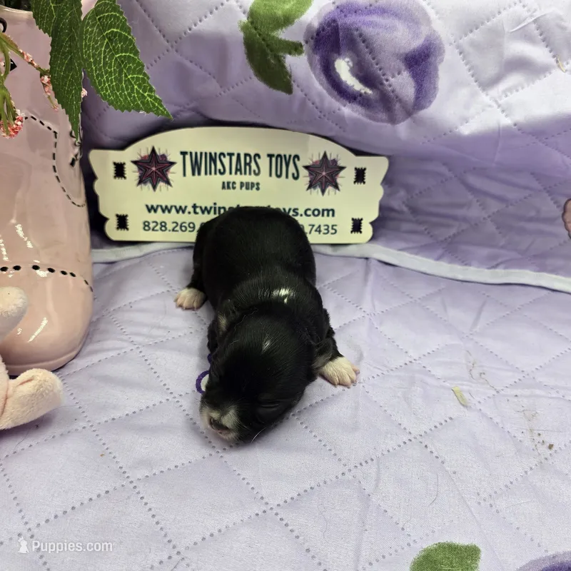 Full Akc Prim's black and white female – Chihuahua puppy for sale in Cullowhee, NC