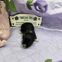 Full Akc Prim's black and white female, a female Chihuahua for sale in Cullowhee, NC – 1 of 10