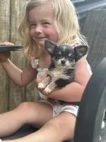 blue female long coat full AKC , a female Chihuahua for sale in Cullowhee, NC – 2 of 10
