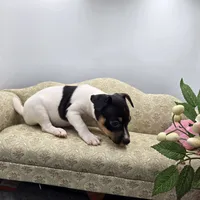 Full AKC Mini's Male # 1, a male Toy Fox Terrier for sale in Cullowhee, NC – 4 of 10
