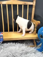Topanga M3, a male Toy Fox Terrier for sale in Cullowhee, NC – 9 of 10