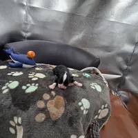 Full AKC Hermione Male 1, a male Chihuahua for sale in Cullowhee, NC – 4 of 9