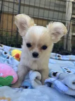 Precious Full Akc Champion sired female, a female Chihuahua for sale in Cullowhee, NC – 10 of 10