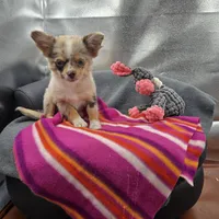 Chocolate Merle Rain full  AKC , a female Chihuahua for sale in Cullowhee, NC – 6 of 10