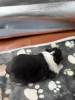 Farrah Male 2 full AKC , a male Shetland Sheepdog for sale in Cullowhee, NC – Photo 3 of 10